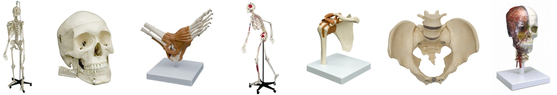 Skelett Modelle