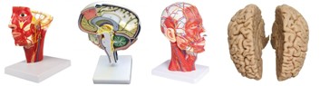 Kopf & Gehirn