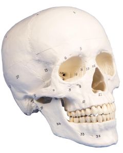 5011063-0.jpg