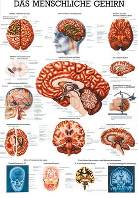 echtes gesundes menschliches Gehirn